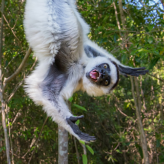 Isalo - Verreaux's sifaka